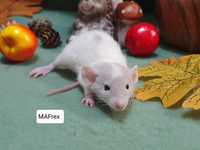 Szczur Szczury Szczurki kochane maluszki Dowóz