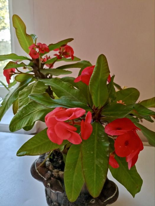 Молочай Міля червоний середньоквітковий