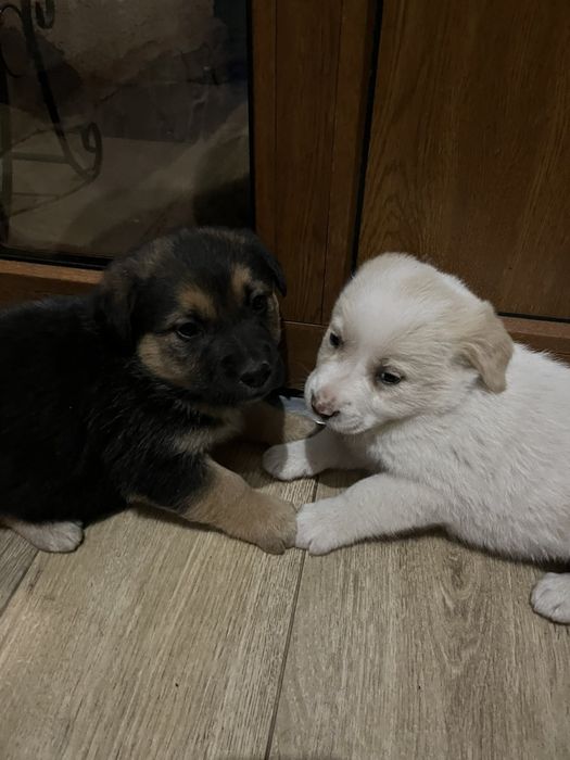 Лабрадор смесь і вовчатка