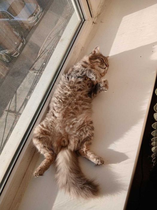 Отдам кота в добрые руки