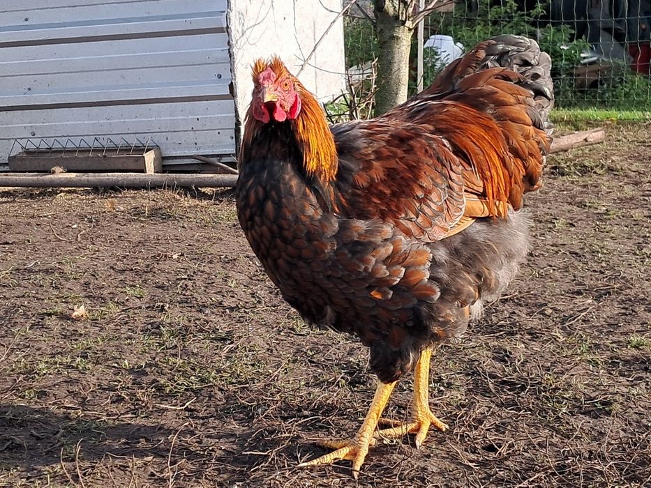 Koguty młode wyandotte rosa