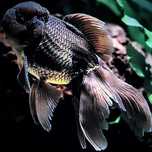 ,,Oranda Black Dark,, goldfish welonek welon welonki welonka rybka