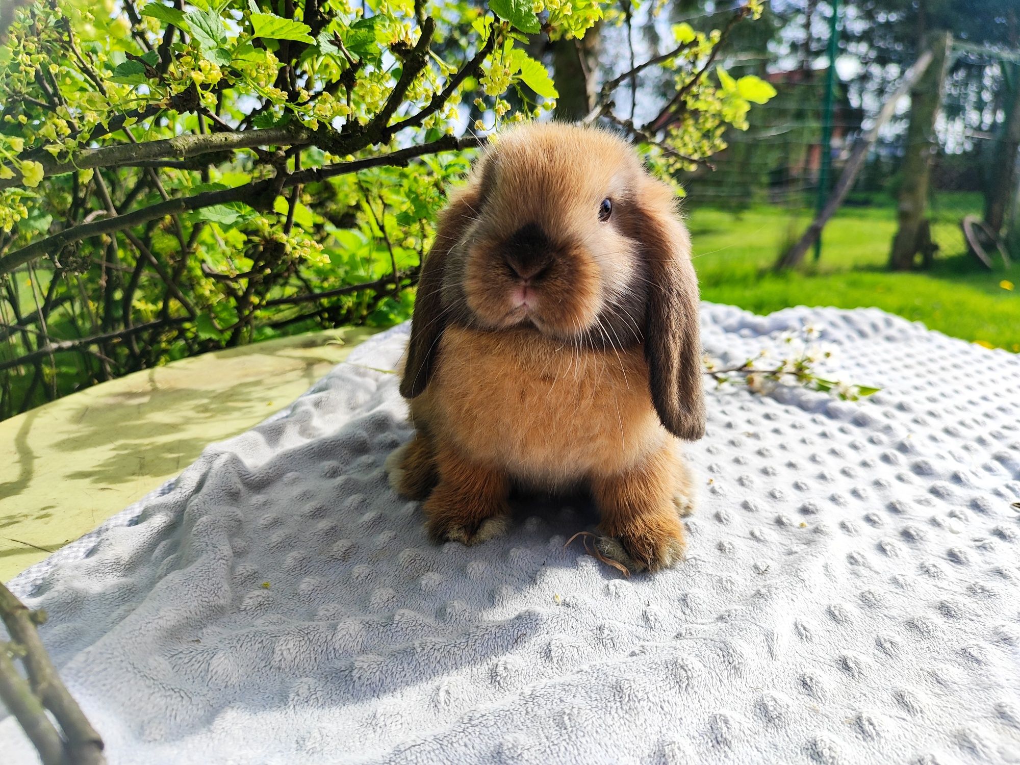 Mini lop rasowy metryka legalna hodowla królik miniaturka baranek