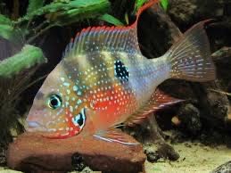 Цихлазома Элиота Thorichthys Maculipinnis Аквариумные Рыбки Цихлиды