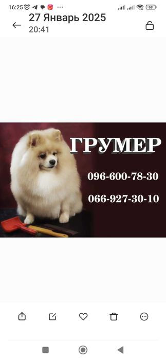 Стрижка собак. Грумер в  Кропивницком.