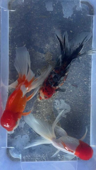 Oranda Sortida Cabeça de Leão 12/13cm