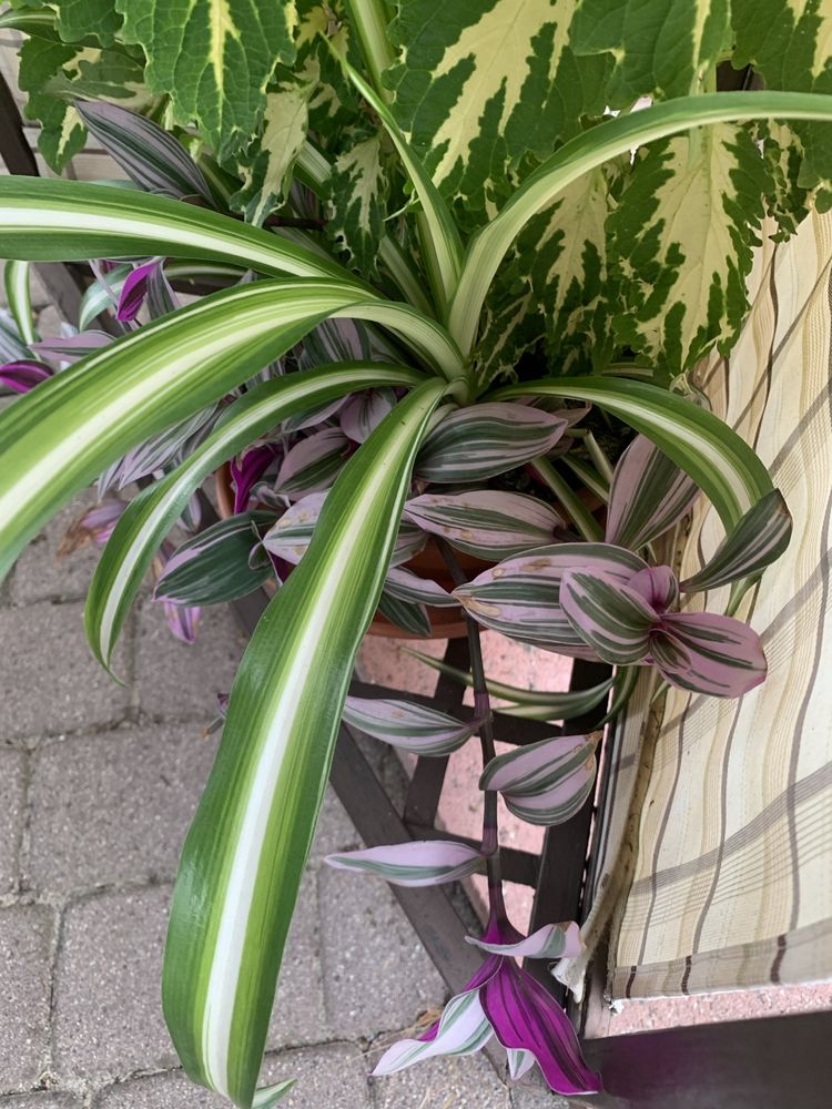 Tradescantia Nanouk szczepka