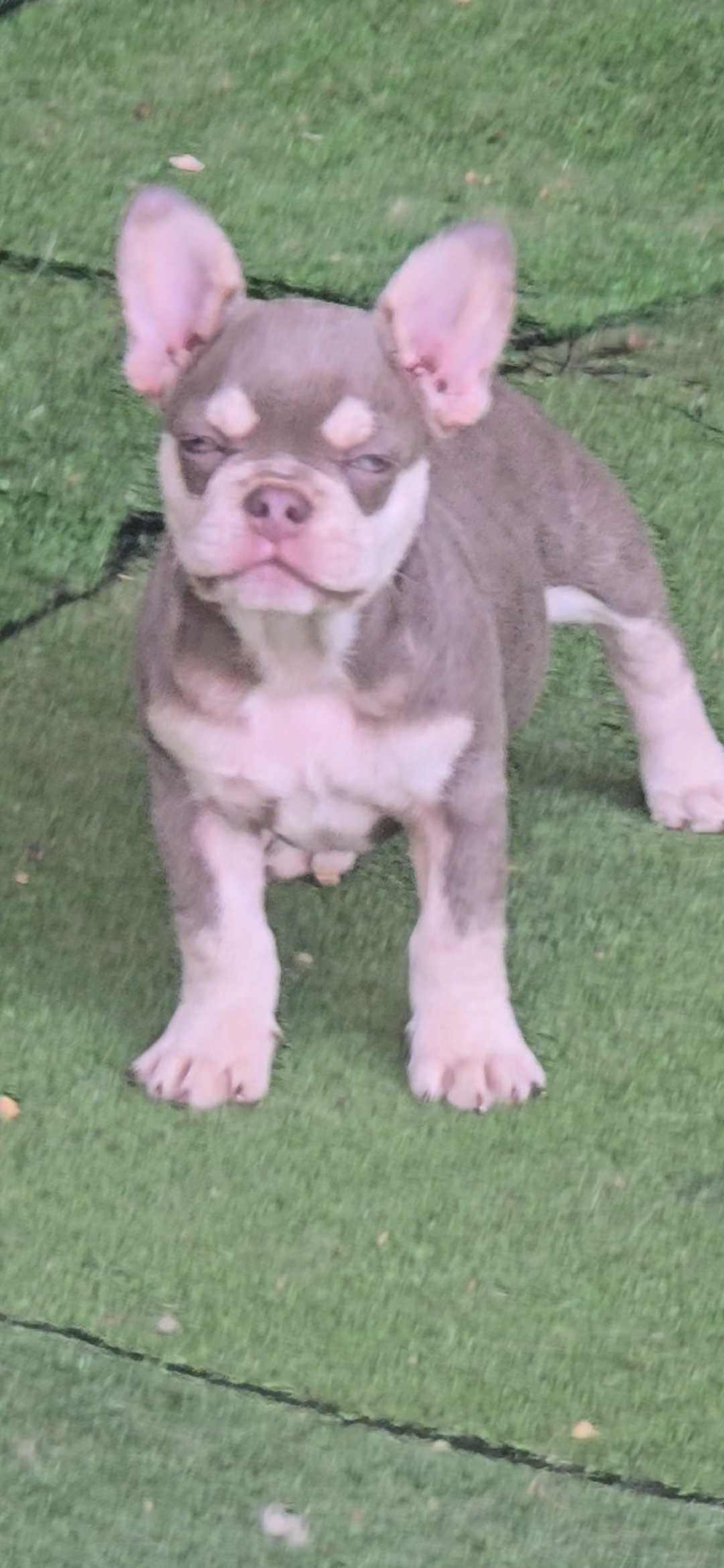 Bulldog francês Fêmea cor Lilac And Tan