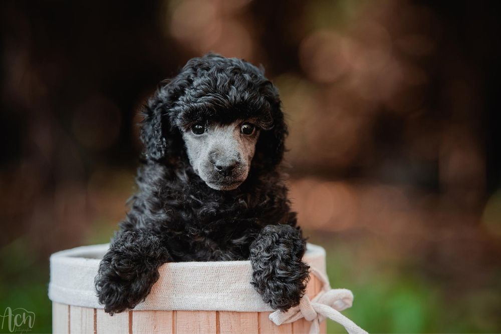 Przepiękna piesek  pudel toy / mini srebrny