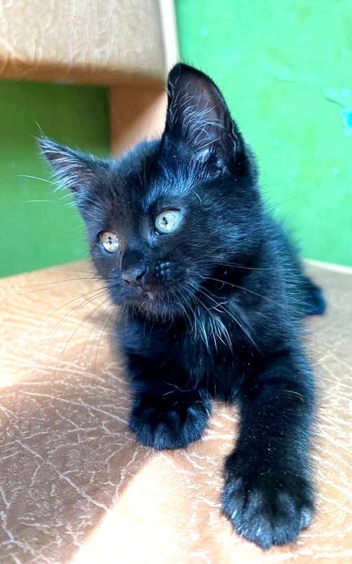 Отдаи_ кошки_ котята_ фея