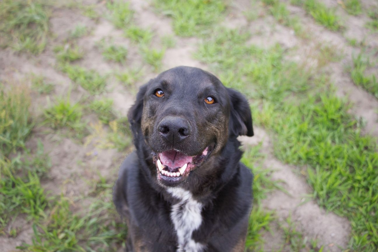 Rex - w typie labradora, do adopcji