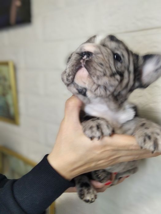 Элитная девочка Биг роп