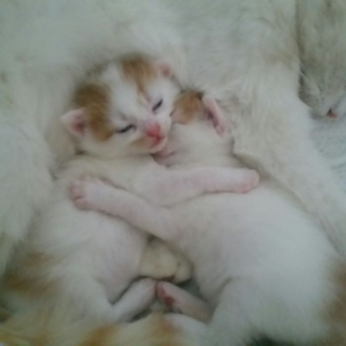 małe kotki do adobcji