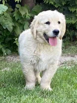 Szczenię golden retriever do odbioru