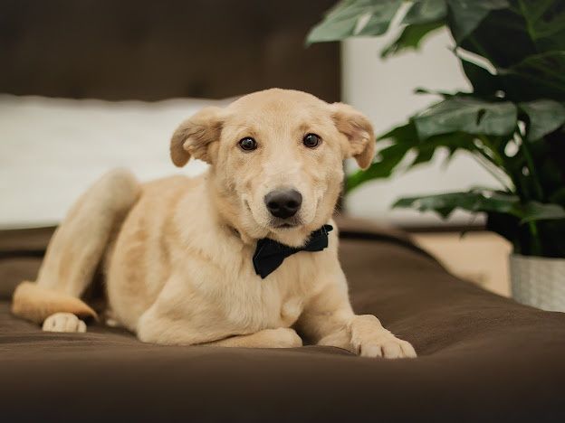 Отдам даром в добрые руки собаку метис лабрадора