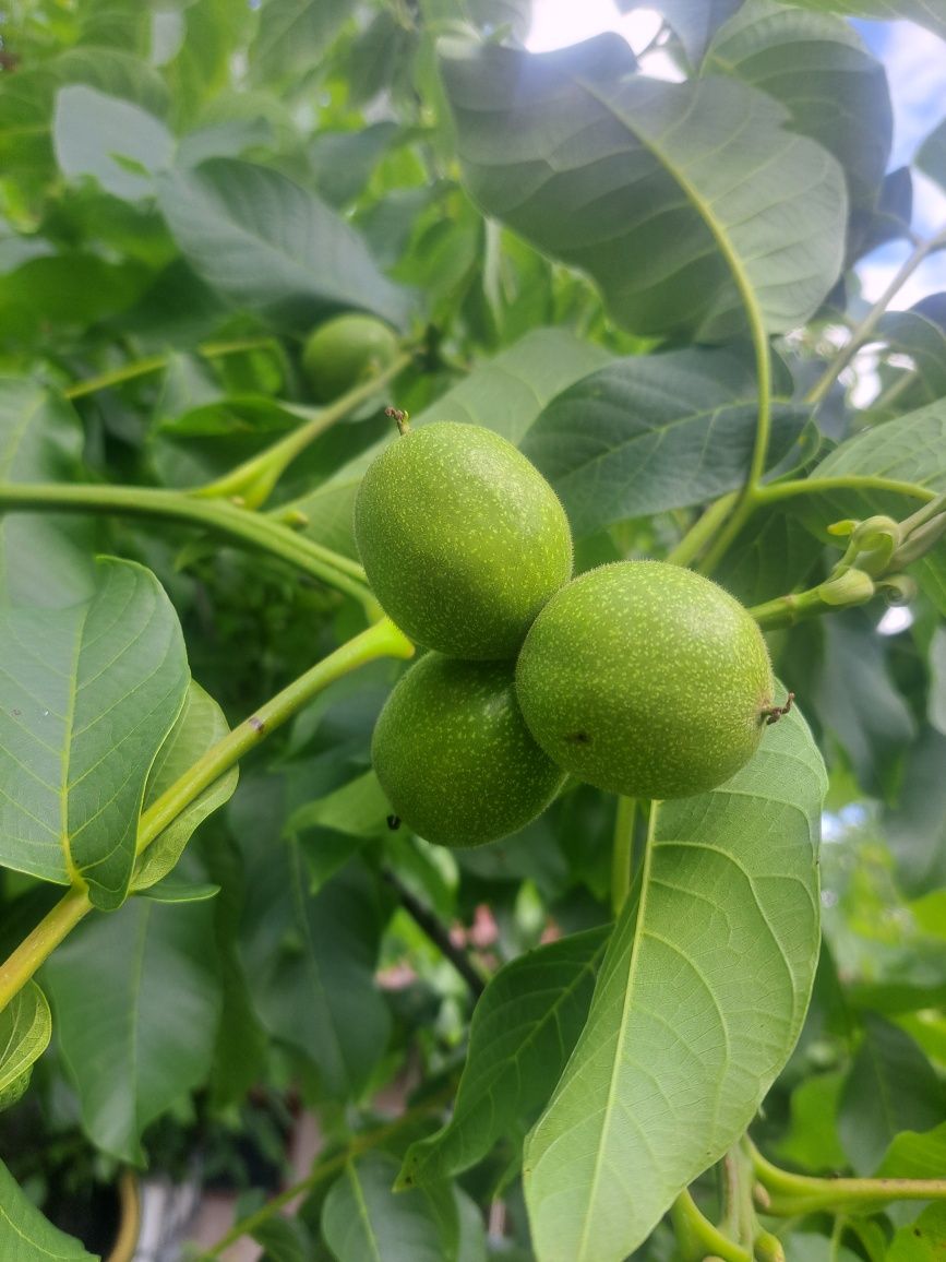 Orzechy zielone włoskie 2kg rezerwacja