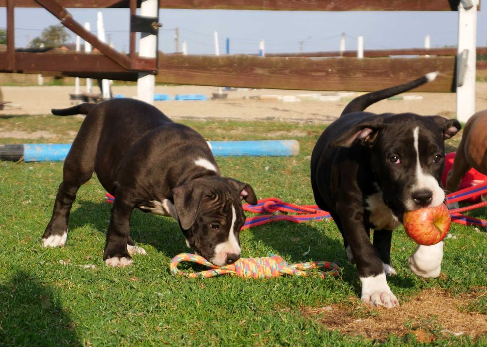 American Staffordshire Terrier ZKwP Amstaff FCI piękny piesek