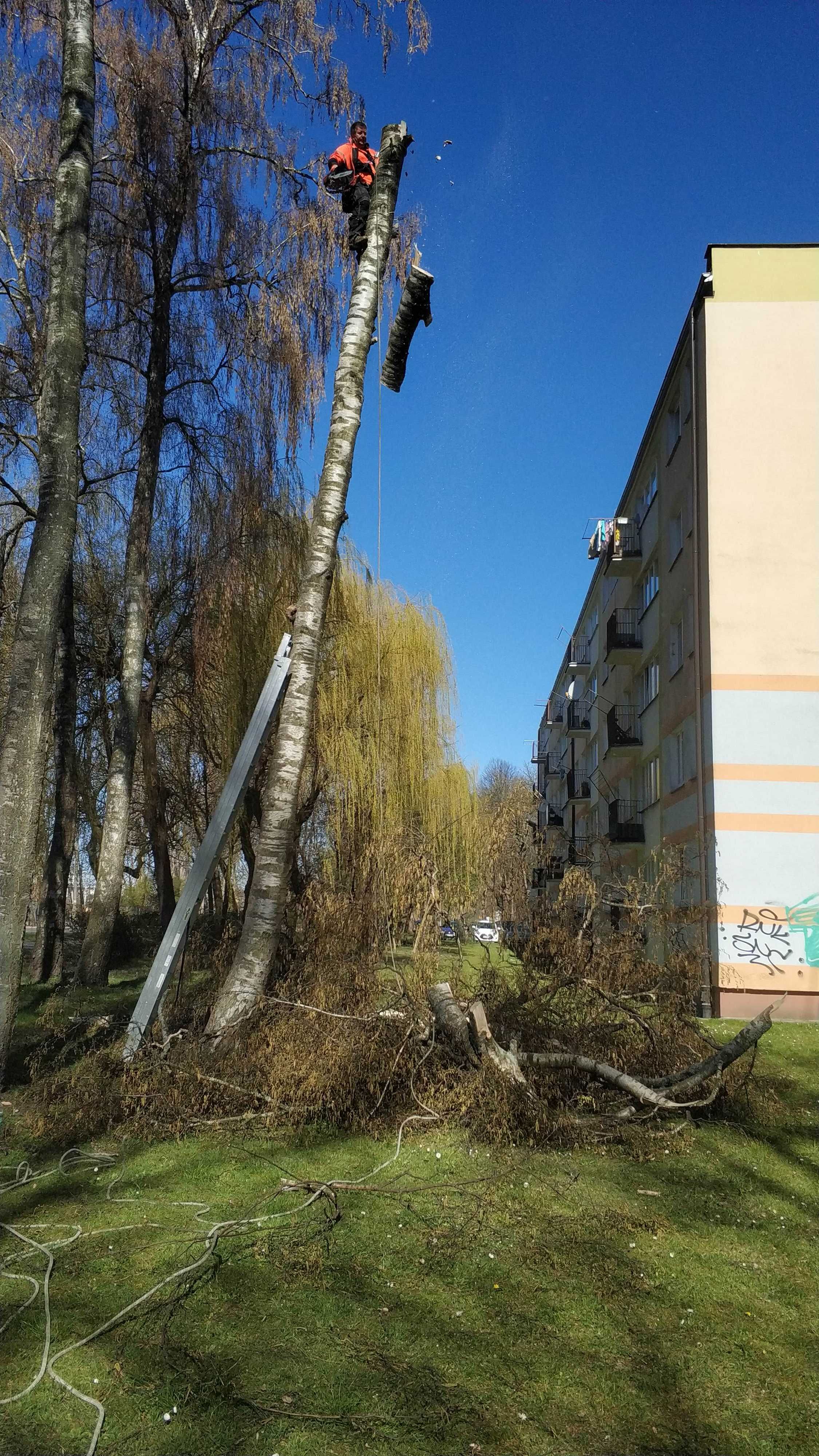 Wycinka drzew krzewów tanio szybko