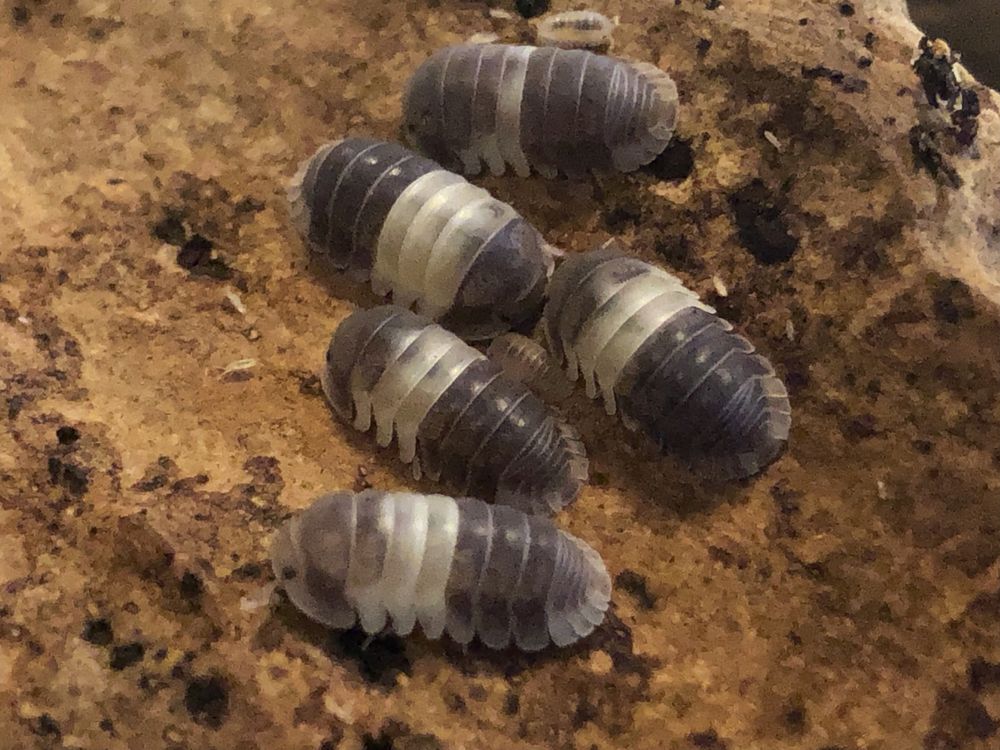 Cubaris sp. Panda King isopody