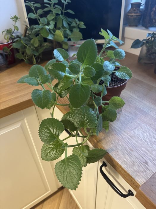 Mięta brazylijska/ oregano kubańskie