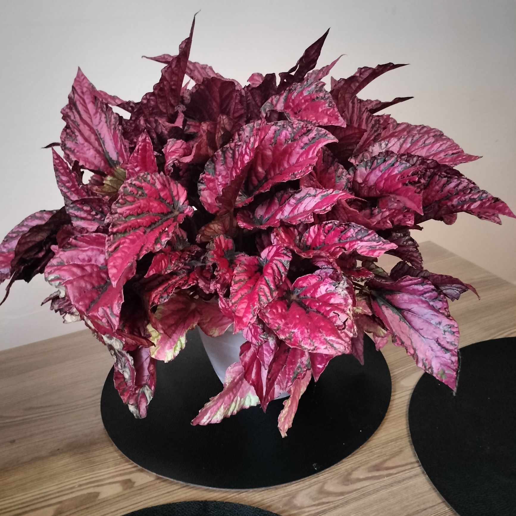 Begonia Inca Flame / piękna czerwona begonia
