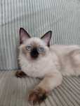 Kocięta Ragdoll Gotowe do odbioru z Rodowodem