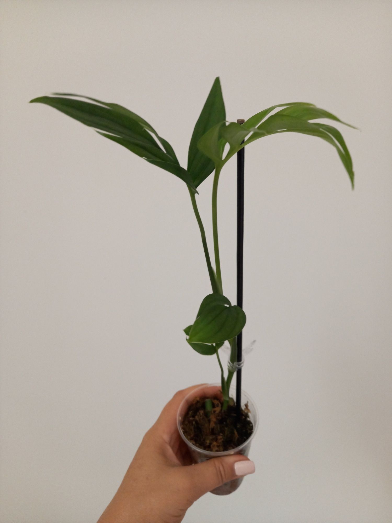 Monstera Subpinnata ze zdjęcia