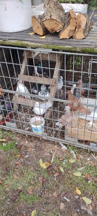 Nadwyżka gołębi  bialych