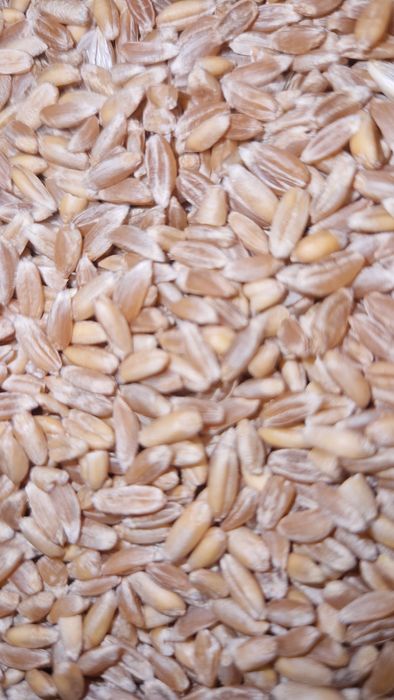 Samopsza,Orkisz,Płaskurka jara