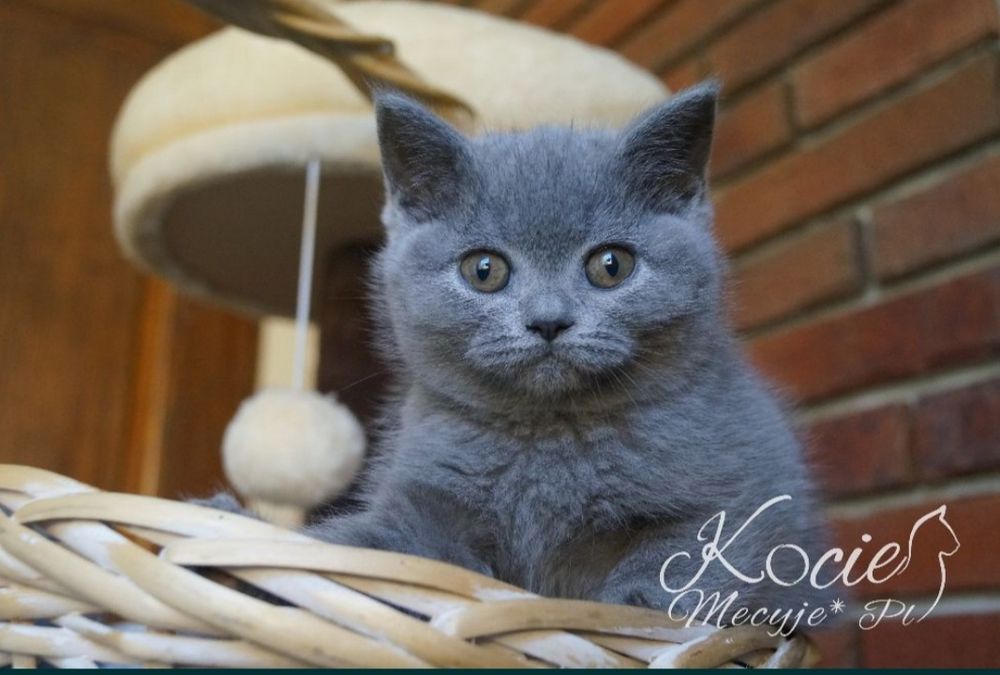 Kot brytyjski prawdziwy rodowód