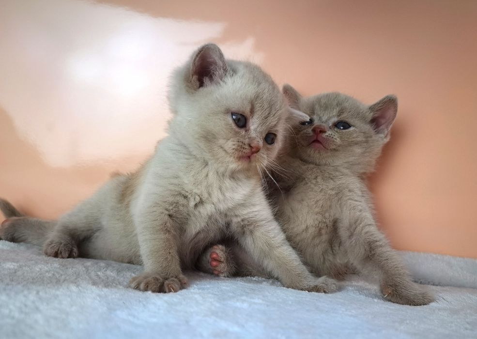 Шотландские кошечки с документами клуба и ветпаспортом