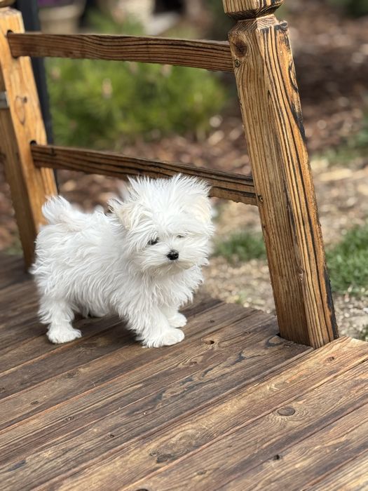 Malutki chlopczyk z rodowodem FCI