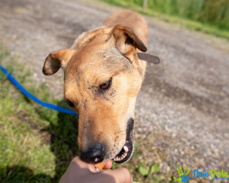 Bronek skrzywdzony piesek szuka kochającego domu