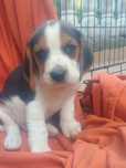 Beagle, szczeniaki, psy rasowe