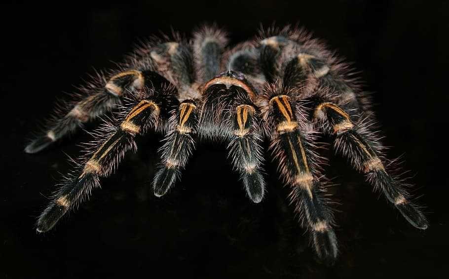 TABU Ptasznik pająk Grammostola pulchripes Warszawa