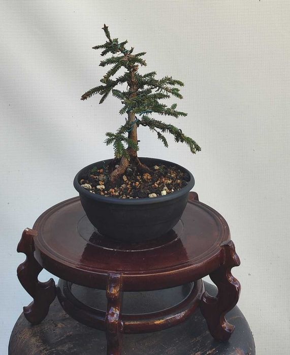 Pre Bonsai świerk gwiazdkowy