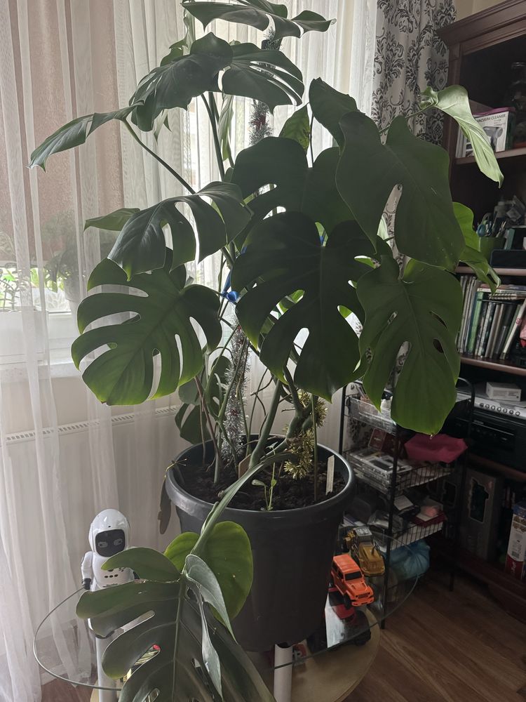 Monstera 140-145cm