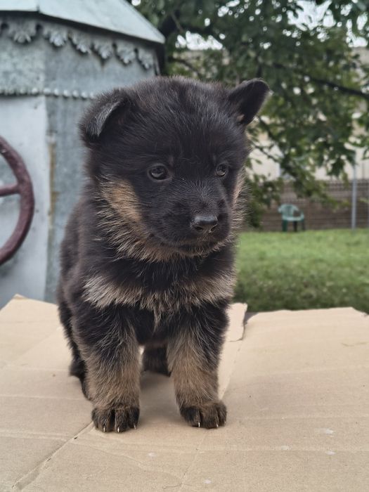 Щенята (цуценята) німецької вівчарки