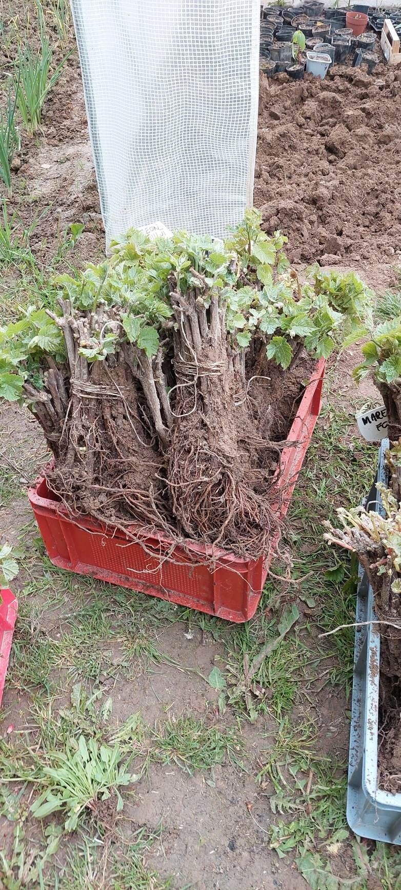 Sadzonki winorośli z paszportem na sprzedaż, jednoroczne, dwuletnie