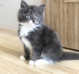 Maine Coon cudny kocurek ALFRED
