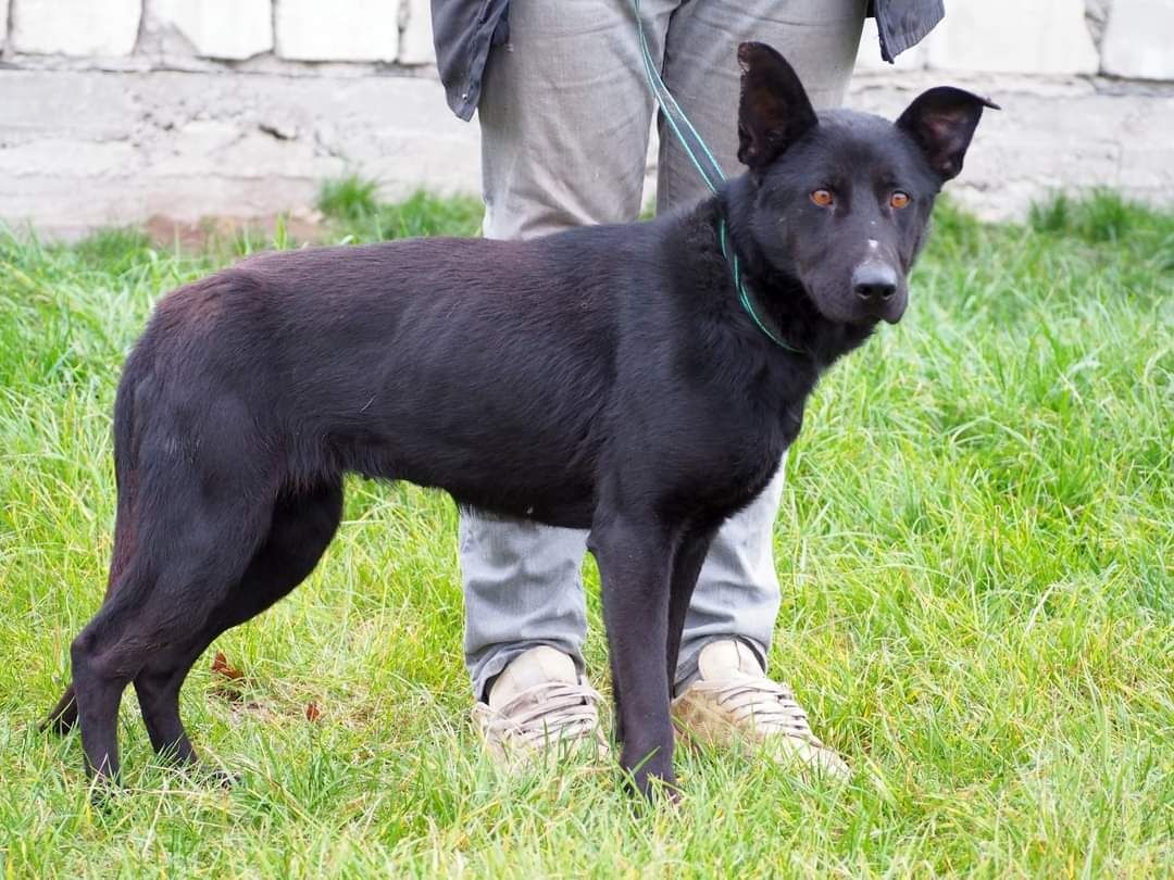 IMAN cudowna proludzka sunia szuka PILNIE kochającego domku z ogrodem