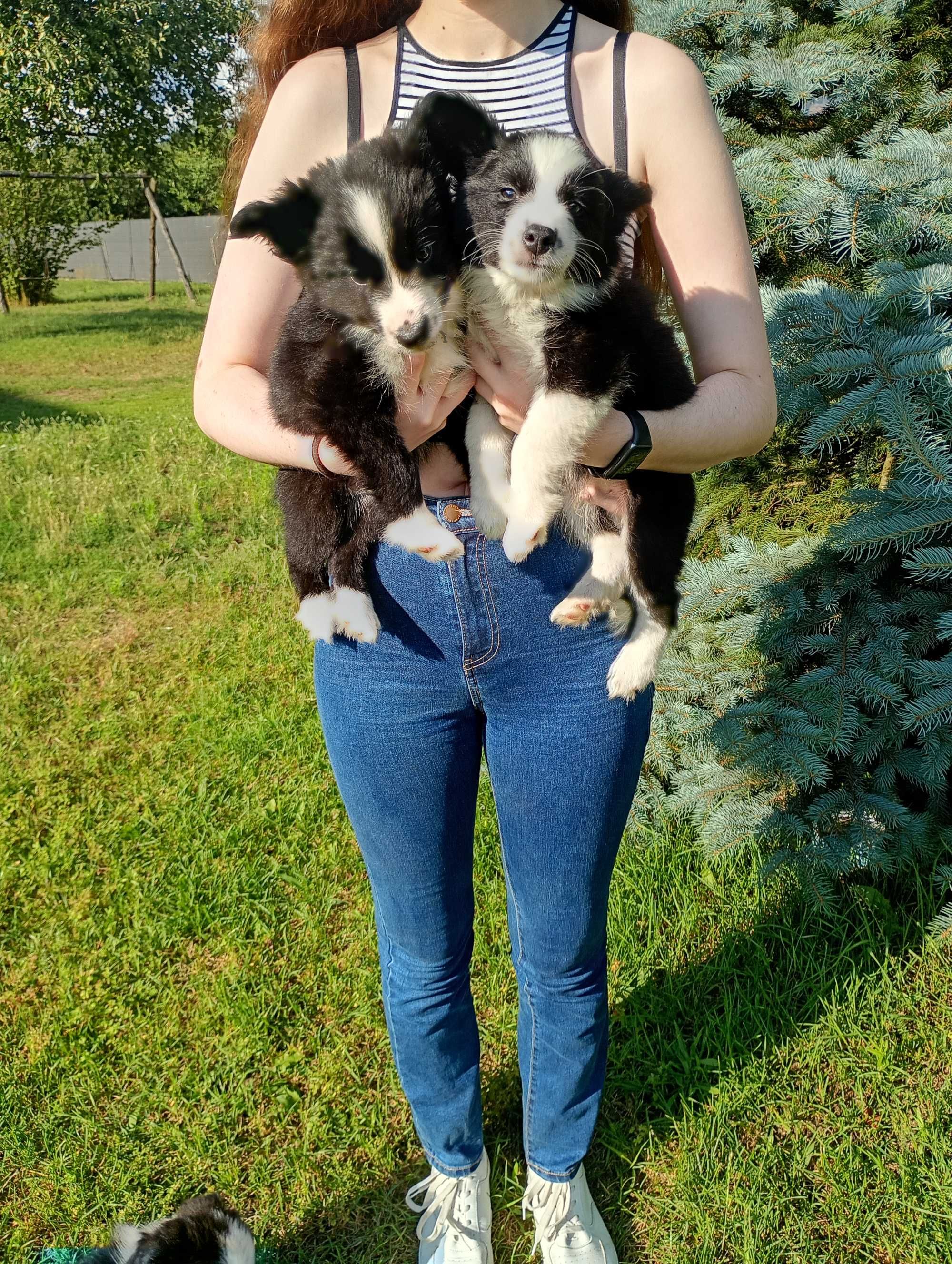 Border Collie szczeniaczek