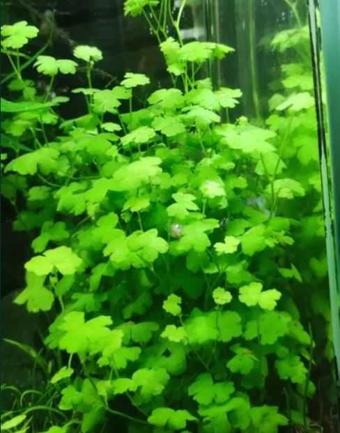Mech Queen i Weeping, Hydrocotyle, Rogatek, Cryptocoryne i Microzorium