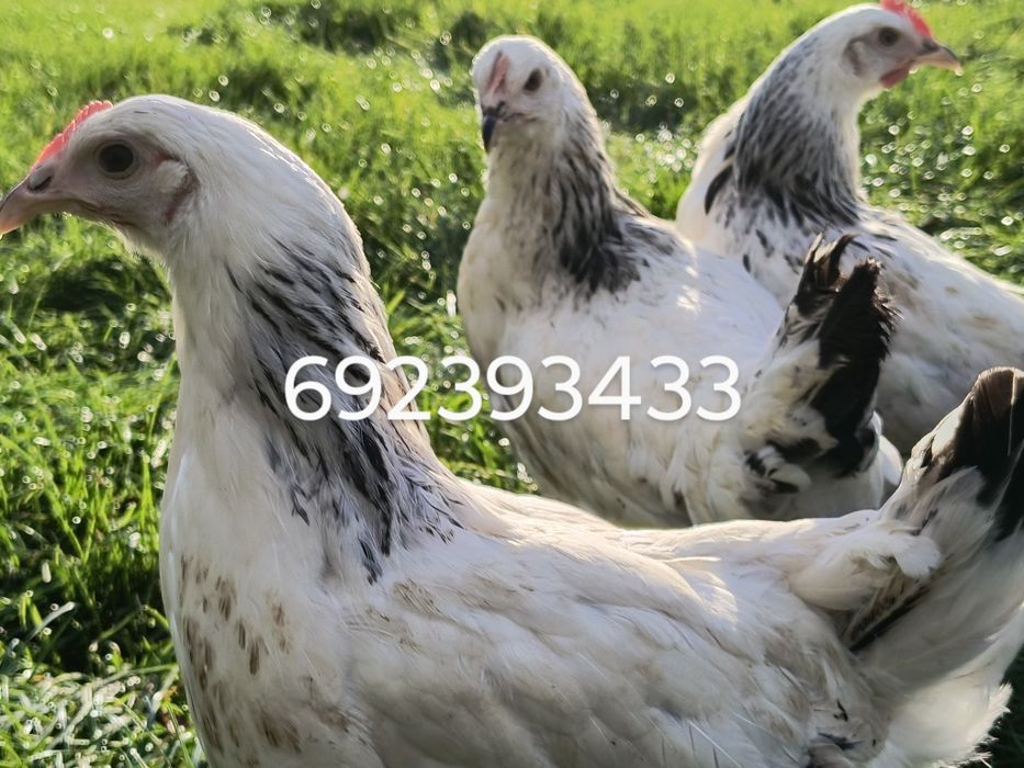 Kury nioski młode kokoszki Rossa dominant leghorn zielononóżki