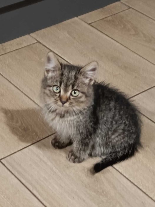 Кошеня у добрі руки!