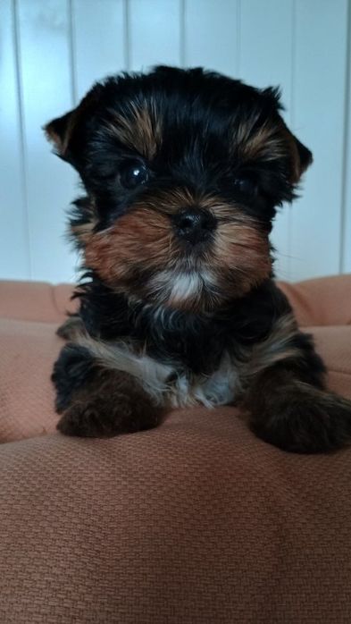 York yorki piękny piesek szuka nowego domu