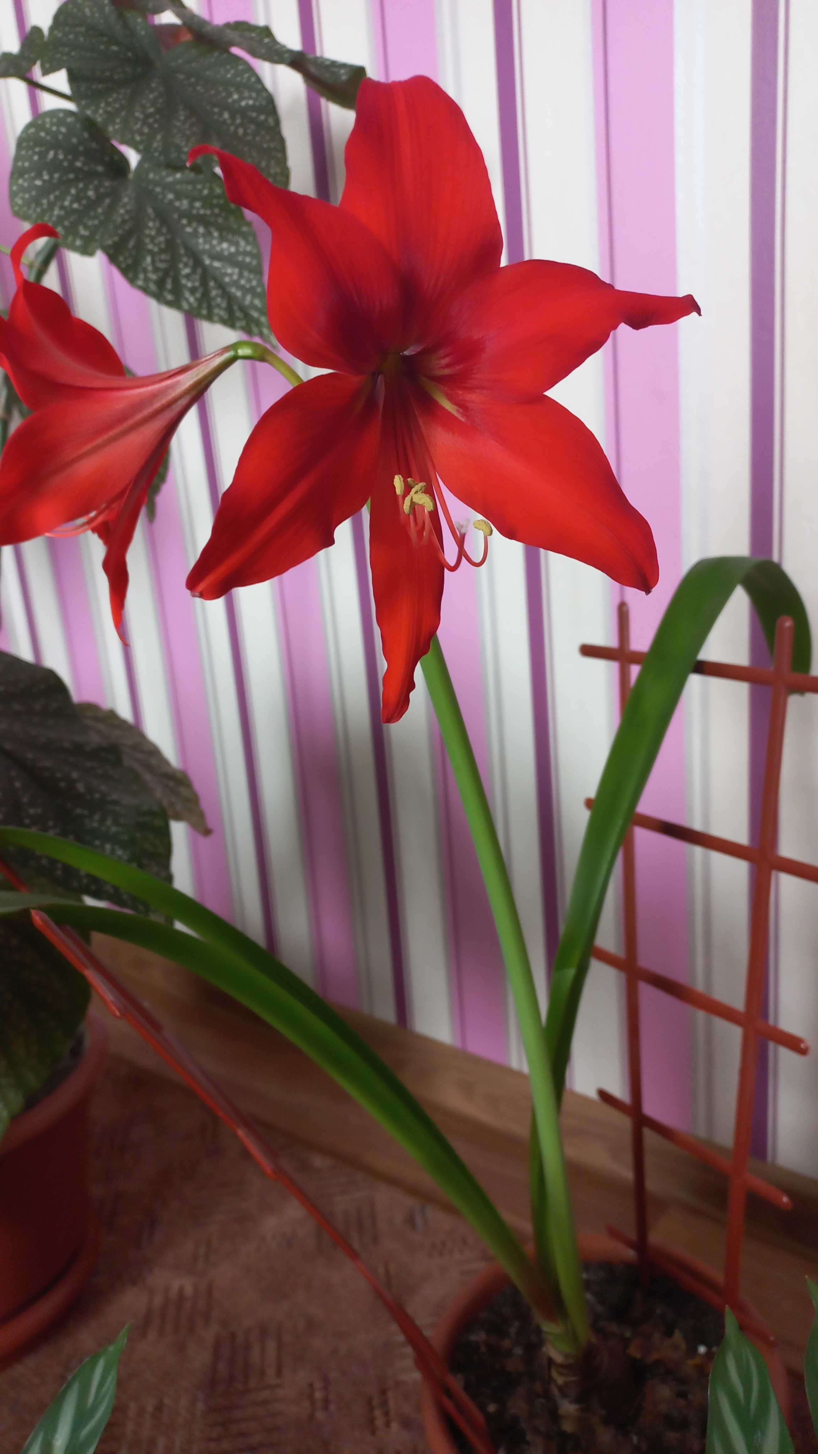 Амариллис комнатный цветок цветущий