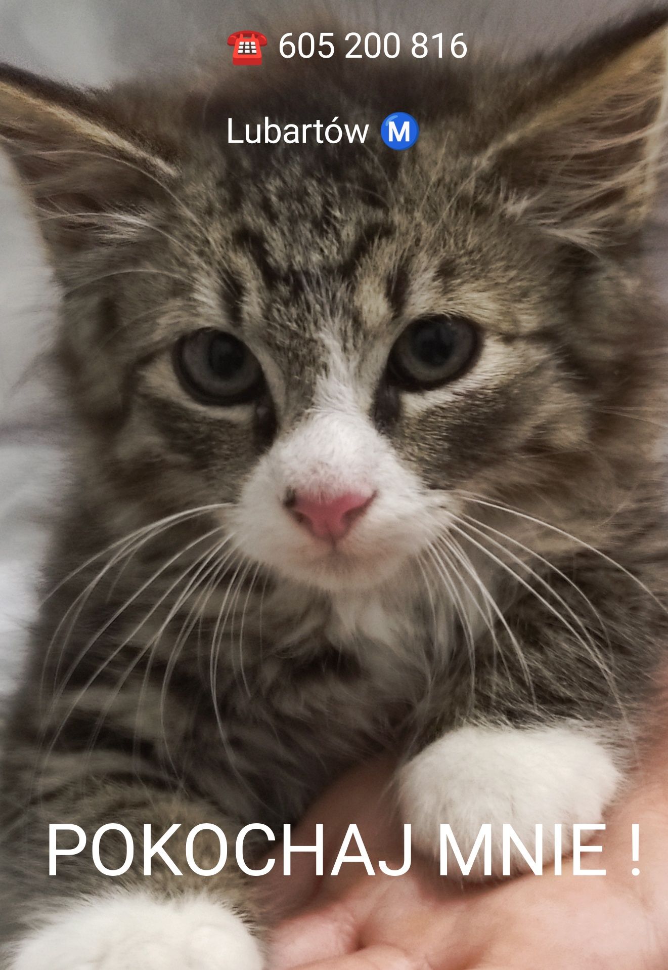 Kocurek Leon  do adopcji