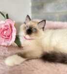 Ragdoll FPL, Arabica