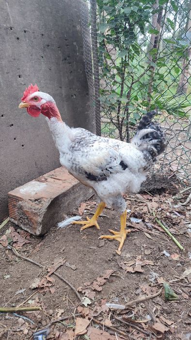 Casal galo galinha (frangos do campo)